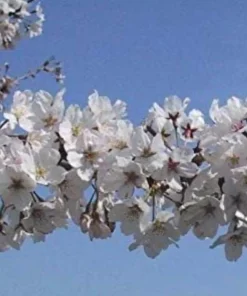 Yoshino Flowering Cherry Tree - 6-12