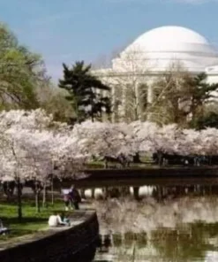 Yoshino Flowering Cherry Tree - 6-12