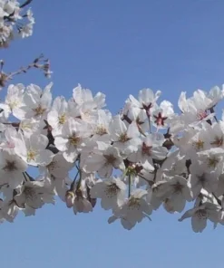 Yoshino Flowering Cherry Tree Live Plant 6-12" Tall, Fragrant White Blooms - Image 2