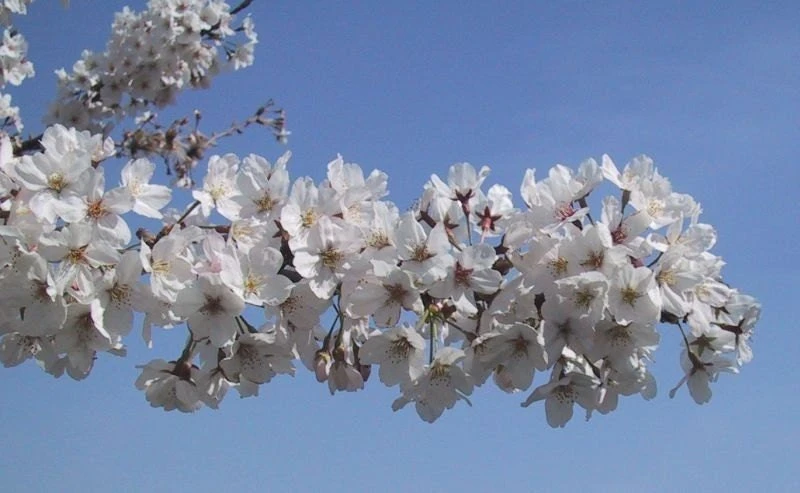 Yoshino Flowering Cherry Tree Live Plant 6-12" Tall, Fragrant White Blooms - Image 2