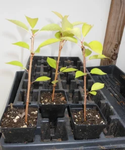Yoshino Flowering Cherry Tree Live Plant 6-12