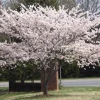 Yoshino Flowering Cherry Tree Live Plant 6-12" Tall, Fragrant White Blooms - Image 1