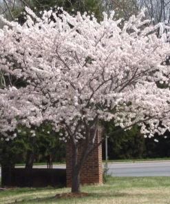 Yoshino Flowering Cherry Tree Live Plant 6-12