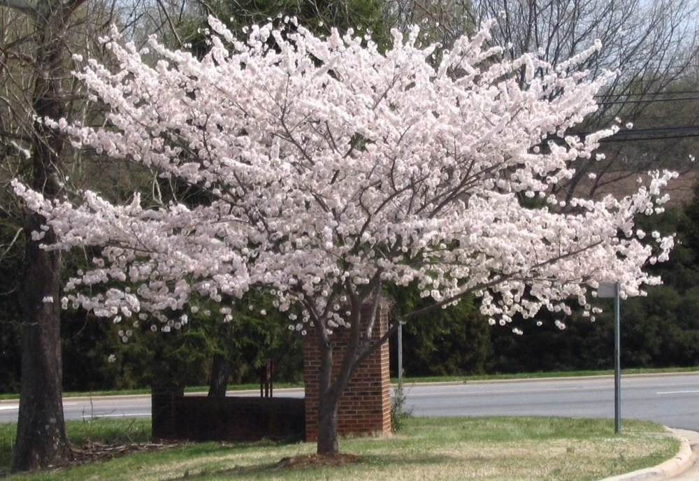 Yoshino Flowering Cherry Tree Live Plant 6-12" Tall, Fragrant White Blooms - Image 1