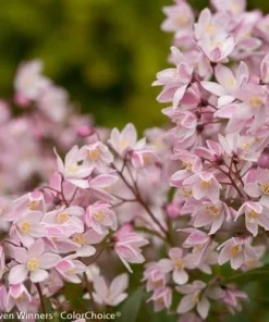 Yuki Cherry Blossom Deutzia Live Plant – 4 inch Pot – Pink Flowers – Outdoor Shrub - Image 2