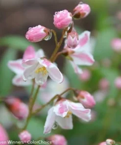 Yuki Cherry Blossom Deutzia Live Plant – 4 inch Pot – Pink Flowers – Outdoor Shrub - Image 4