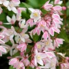 Yuki Cherry Blossom Deutzia Live Plant – 4 inch Pot – Pink Flowers – Outdoor Shrub - Image 1