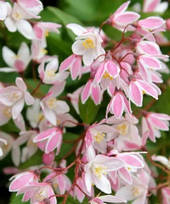 Yuki Cherry Blossom Deutzia Live Plant – 4 inch Pot – Pink Flowers – Outdoor Shrub - Image 1
