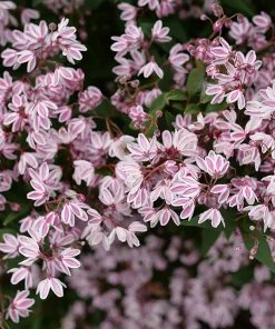 Yuki Kabuki Deutzia Live Plant – 4 inch Pot – Pink Flowers – Outdoor Shrub - Image 2