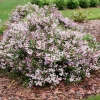 Yuki Kabuki Deutzia Live Plant – 4 inch Pot – Pink Flowers – Outdoor Shrub - Image 1