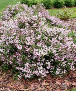 Yuki Kabuki Deutzia Live Plant – 4 inch Pot – Pink Flowers – Outdoor Shrub - Image 1