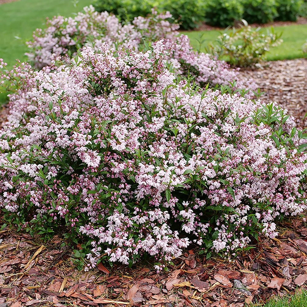 Yuki Kabuki Deutzia Live Plant – 4 inch Pot – Pink Flowers – Outdoor Shrub - Image 1
