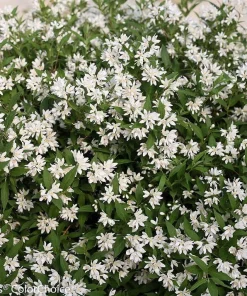 Yuki Snowflake Deutzia Live Plant – White Flowers, 4 inch Pot, Outdoor Shrub - Image 2