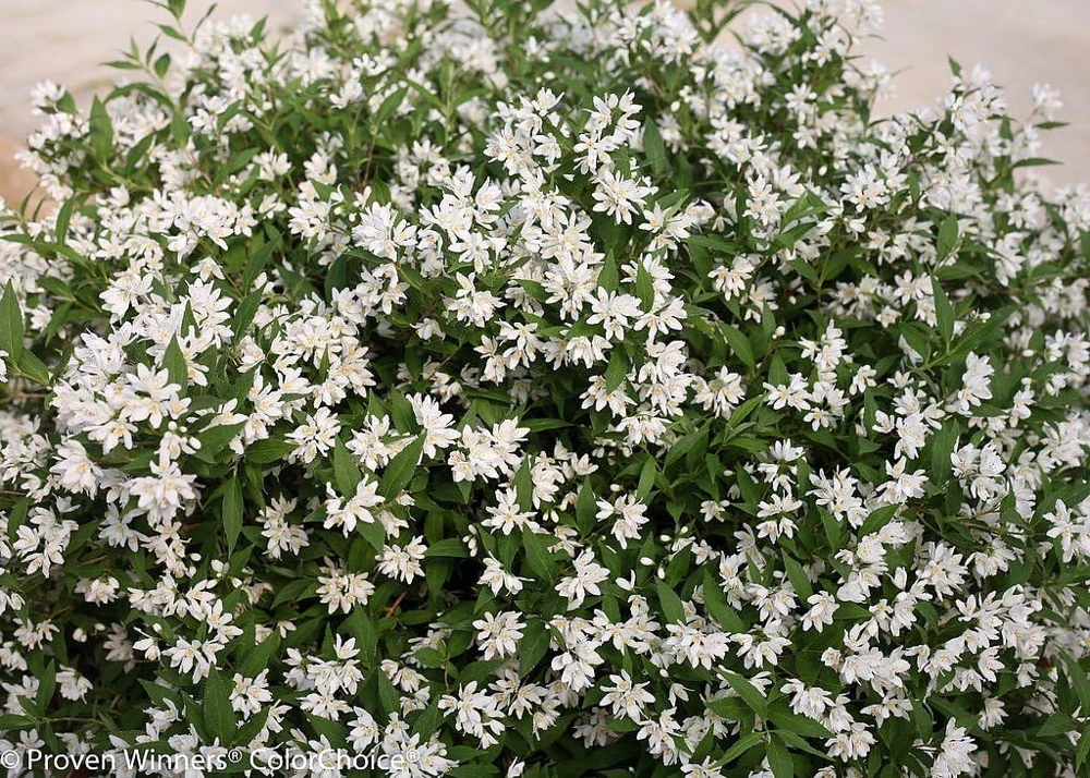 Yuki Snowflake Deutzia Live Plant – White Flowers, 4 inch Pot, Outdoor Shrub - Image 2