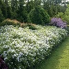 Yuki Snowflake Deutzia Live Plant – White Flowers, 4 inch Pot, Outdoor Shrub - Image 1