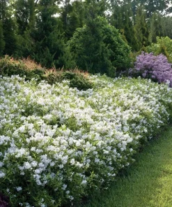 Yuki Snowflake Deutzia Live Plant – White Flowers, 4 inch Pot, Outdoor Shrub - Image 1