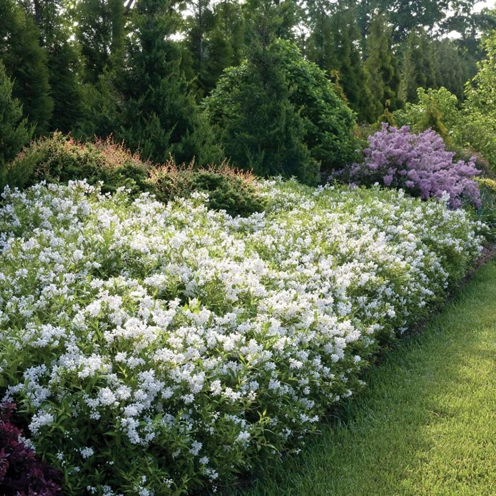 Yuki Snowflake Deutzia Live Plant – White Flowers, 4 inch Pot, Outdoor Shrub - Image 1