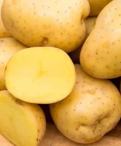 Yukon Gold Seed Potatoes for Planting – USDA Certified – 113gram – Annual - Image 1