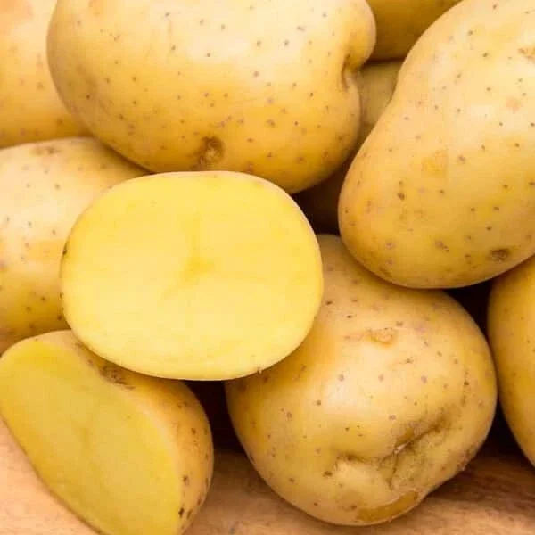 Yukon Gold Seed Potatoes for Planting – USDA Certified – 113gram – Annual - Image 1