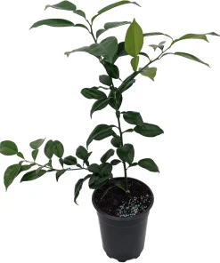 Yuzu Citrus Tree Live Plant - 5 inch Pot - Indoor/Outdoor Fruiting Tree - Image 2