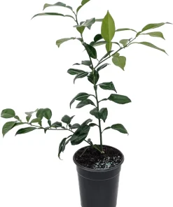 Yuzu Citrus Tree Live Plant - 5 inch Pot - Indoor/Outdoor Fruiting Tree - Image 3