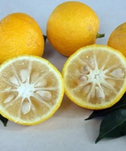 Yuzu Citrus Tree Live Plant - 5 inch Pot - Indoor/Outdoor Fruiting Tree - Image 4