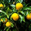 Yuzu Citrus Tree Live Plant - 5 inch Pot - Indoor/Outdoor Fruiting Tree - Image 1