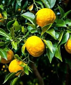 Yuzu Citrus Tree Live Plant - 5 inch Pot - Indoor/Outdoor Fruiting Tree - Image 1