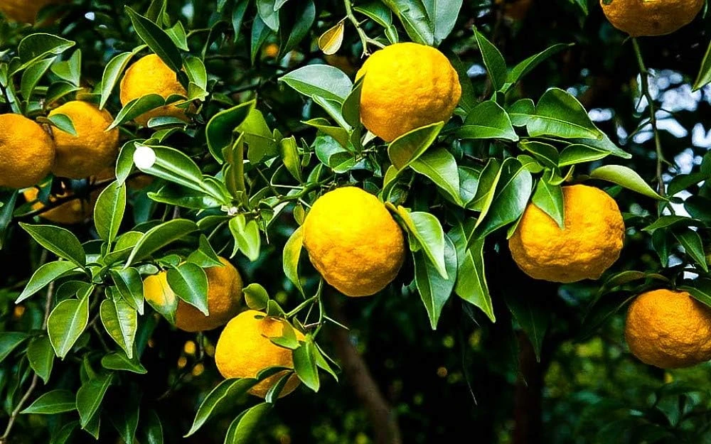 Yuzu Citrus Tree Live Plant - 5 inch Pot - Indoor/Outdoor Fruiting Tree - Image 1