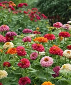 Zinnia Flower Seeds Mix - Vibrant Colors for Garden - Easy to Grow Annual - Image 2