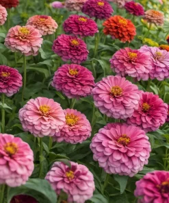 Zinnia Flower Seeds Mix - Vibrant Colors for Garden - Easy to Grow Annual - Image 3
