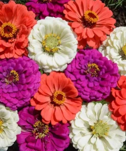 Zinnia Flower Seeds Mix - Vibrant Colors for Garden - Easy to Grow Annual - Image 1