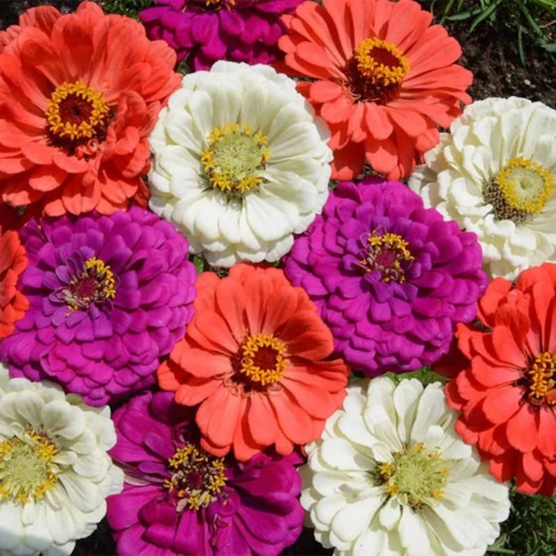 Zinnia Flower Seeds Mix - Vibrant Colors for Garden - Easy to Grow Annual - Image 1
