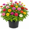 Zinnia Live Plants – 3 Count – 4 Inch Pot – 3-5 Inches Tall – Full Sun Annuals - Image 1