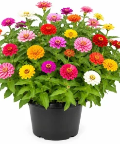 Zinnia Live Plants – 3 Count – 4 Inch Pot – 3-5 Inches Tall – Full Sun Annuals - Image 1