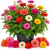 Zinnia Live Plants – 3 Pack – 4 Inch Nursery Pot – 3-5 Inches Tall – Annual Flowers for Outdoor Gardens - Image 1