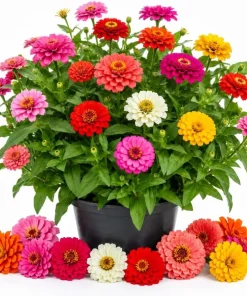Zinnia Live Plants – 3 Pack – 4 Inch Nursery Pot – 3-5 Inches Tall – Annual Flowers for Outdoor Gardens - Image 1