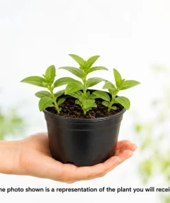 Zinnia Live Plants – 3 Pack – 4 Inch Nursery Pot – 3-5 Inches Tall – Annual Flowers for Outdoor Gardens - Image 3
