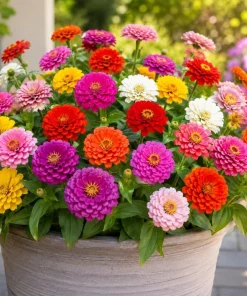 Zinnia Live Plants – 3 Pack – 4 Inch Nursery Pot – 3-5 Inches Tall – Annual Flowers for Outdoor Gardens - Image 6