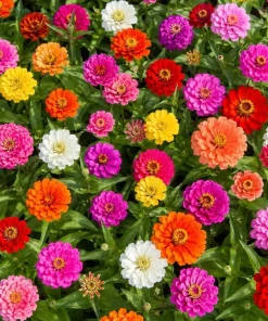 Zinnia Live Plants – 3 Pack – 4 Inch Nursery Pot – 3-5 Inches Tall – Annual Flowers for Outdoor Gardens - Image 7