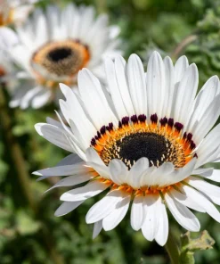 Zulu Prince Cape Daisy Seeds - Venidium Fastuosum Alba - 50 White Flower Seeds - Image 2