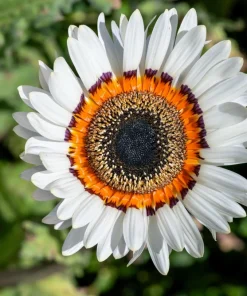 Zulu Prince Cape Daisy Seeds - Venidium Fastuosum Alba - 50 White Flower Seeds - Image 3