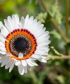 Zulu Prince Cape Daisy Seeds - Venidium Fastuosum Alba - 50 White Flower Seeds - Image 4