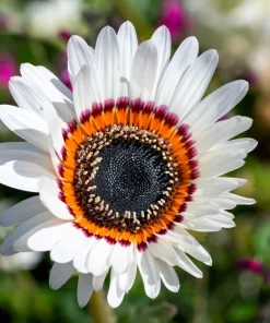 Zulu Prince Cape Daisy Seeds - Venidium Fastuosum Alba - 50 White Flower Seeds - Image 5