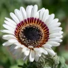 Zulu Prince Cape Daisy Seeds - Venidium Fastuosum Alba - 50 White Flower Seeds - Image 1