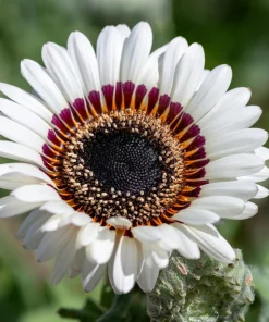 Zulu Prince Cape Daisy Seeds - Venidium Fastuosum Alba - 50 White Flower Seeds - Image 1
