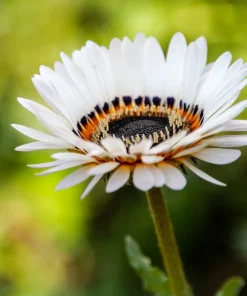Zulu Prince Cape Daisy Seeds - Venidium Fastuosum Alba - 50 White Flower Seeds - Image 7