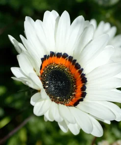 Zulu Prince Cape Daisy Seeds - Venidium Fastuosum Alba - 50 White Flower Seeds - Image 8