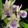 Zygonisia Roquebrune 'Seafoam' Orchid Live Plant – Fragrant Flowers – Easy Care – Shipped in 2.5 inch Pot - Image 1