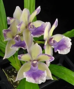 Zygonisia Roquebrune 'Seafoam' Orchid Live Plant – Fragrant Flowers – Easy Care – Shipped in 2.5 inch Pot - Image 1